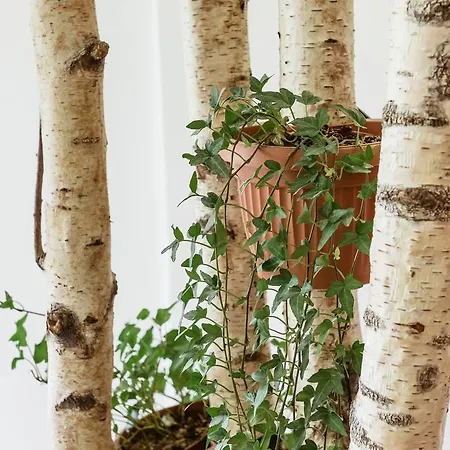 Downtown Forest & * וילנה